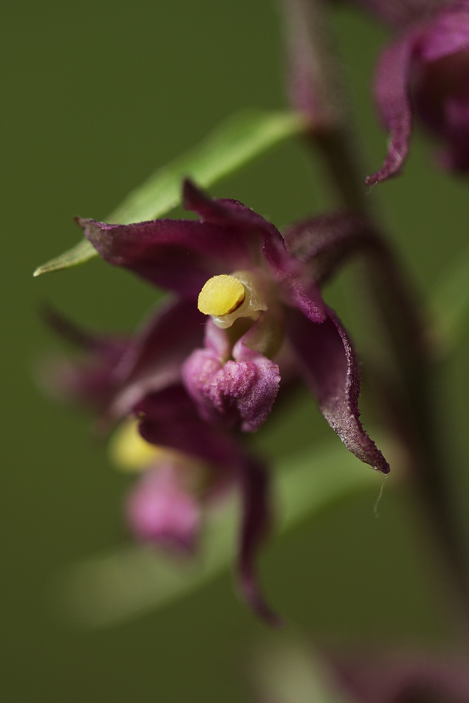 Braunrote Stendelwurz (Epipactis atrorubens) III