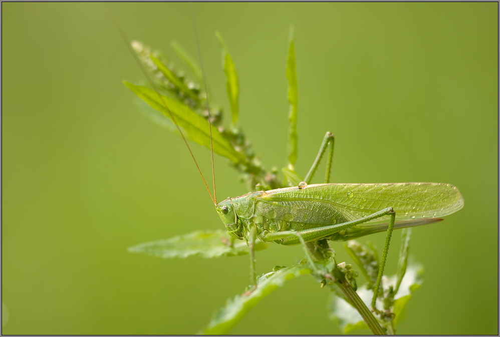 Großes Grünes Heupferd (Tettigonia viridissima)