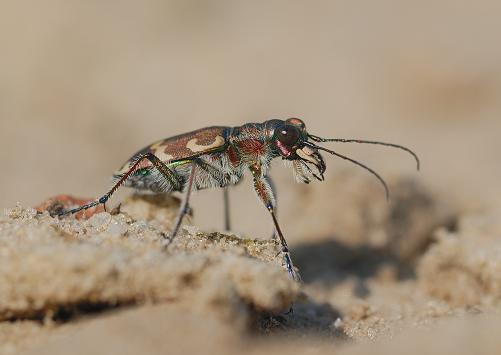 Dünensandlaufkäfer (Cicindela hybrida)