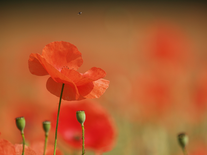~ Mohn IV ~