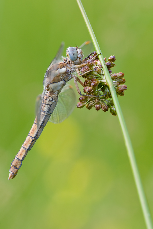 Orthetrum brunneum