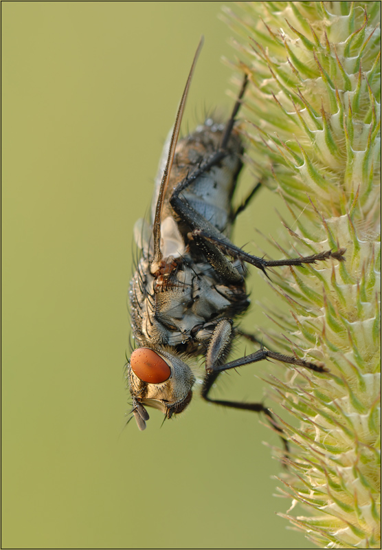 Graue Fleischfliege (Sarcophaga carnaria)