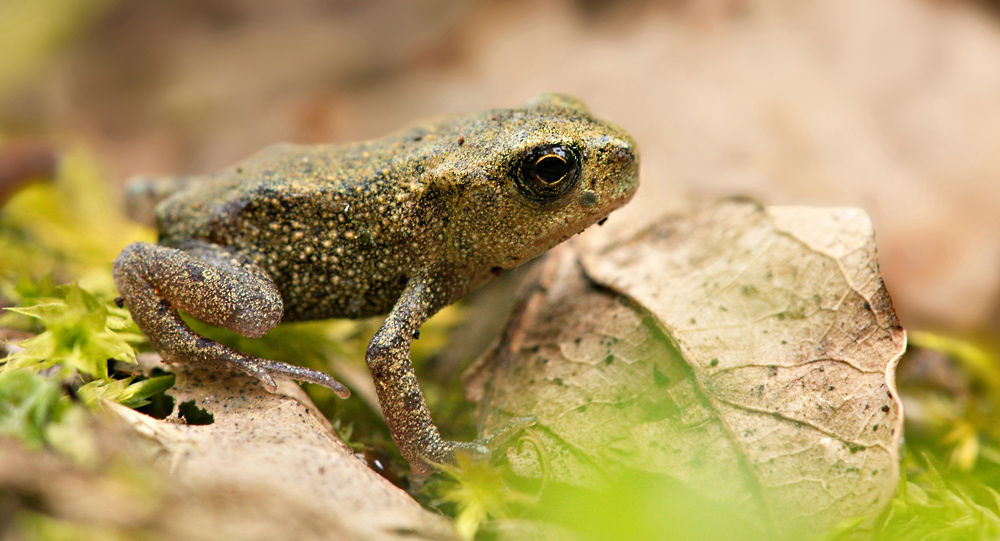 Jungfrosch