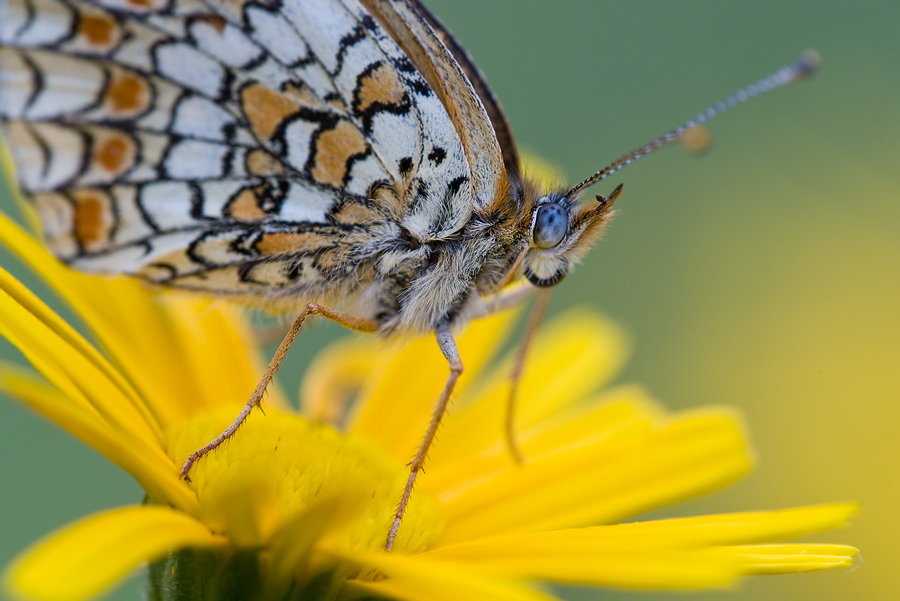 Melitaea phoebe