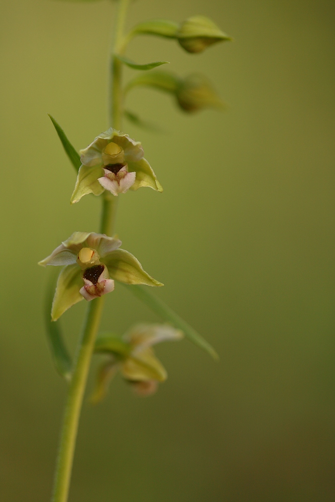 Epipactis ….