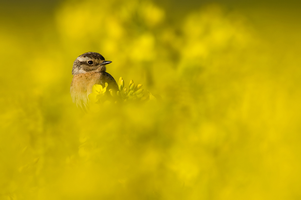 Braunkehlchen im Raps