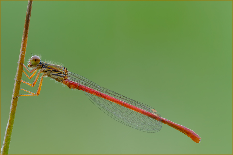 Ceriagrion tenellum