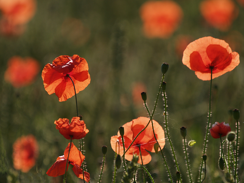 ~ Mohn V ~