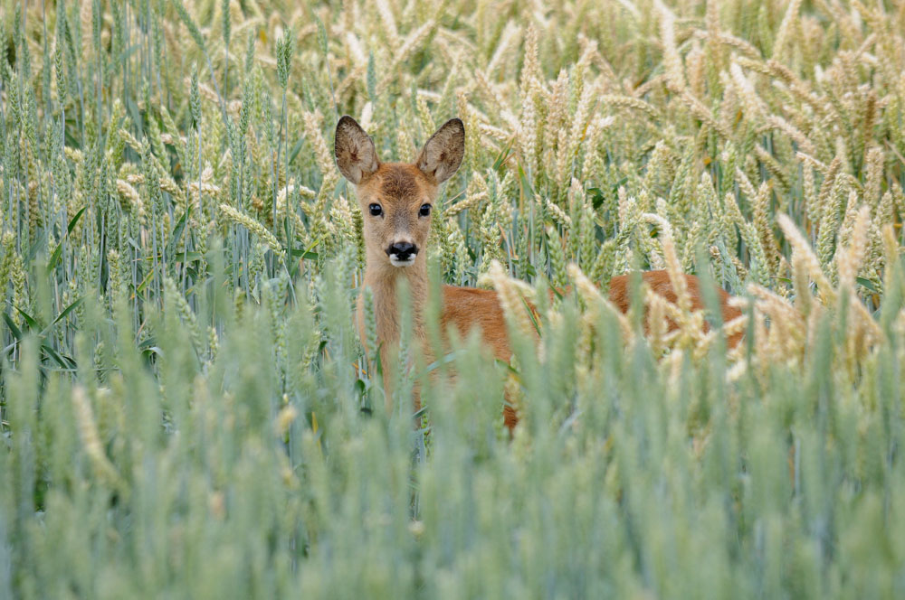 Ein Reh im Kornfeld