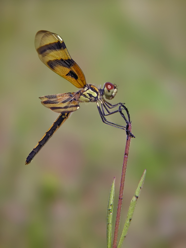 Celithemis eponina