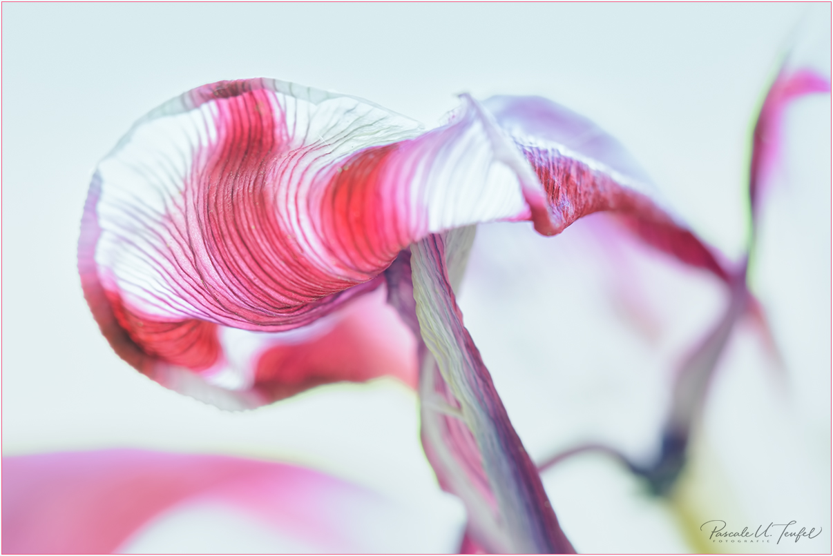 Adern einer sterbenden Tulpe