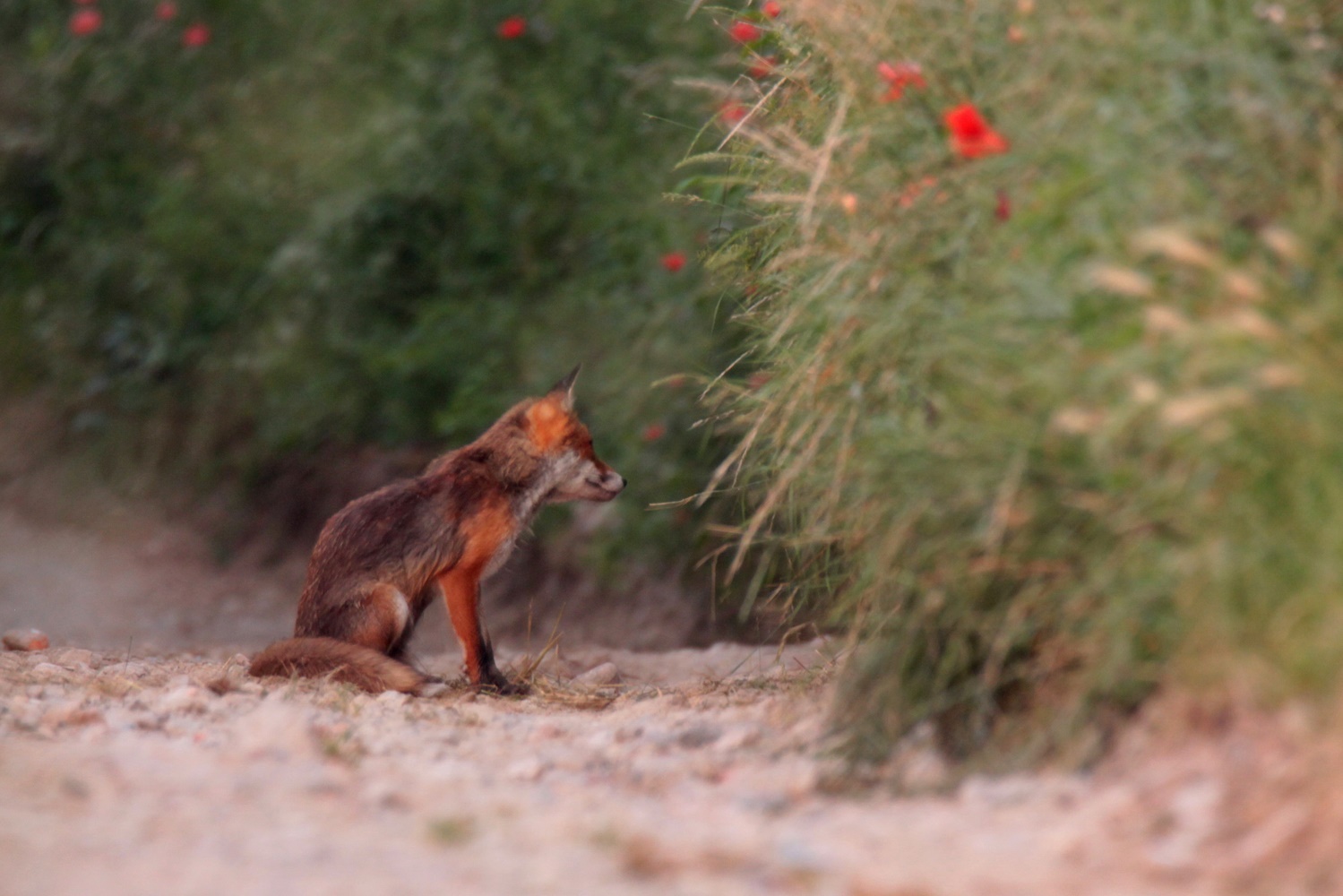 Fuchs auf Mäusejagd