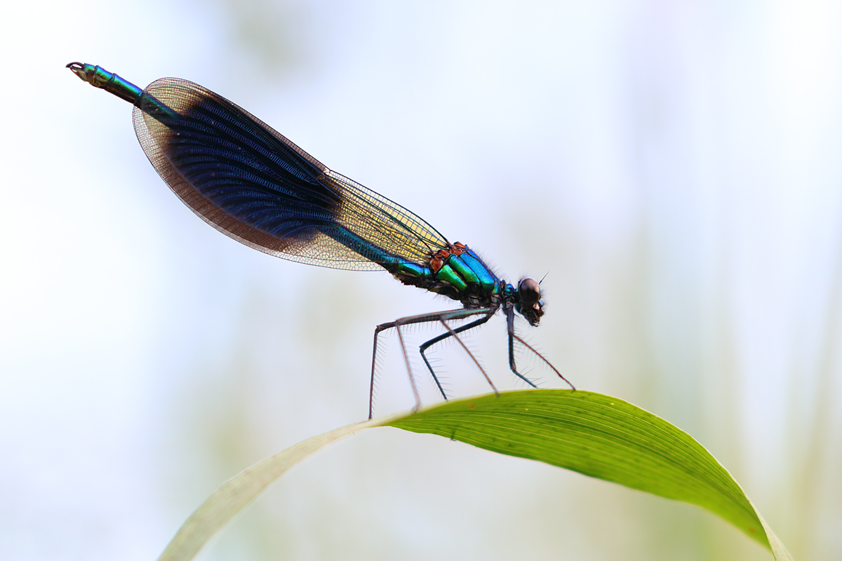 Dragonfly (Forum für Naturfotografen)