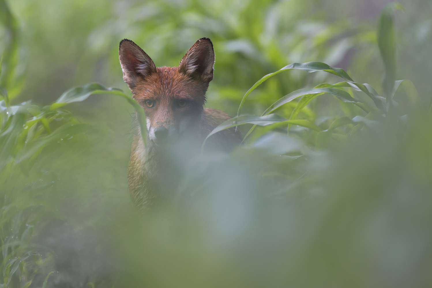 Hinter dem Vorhang...