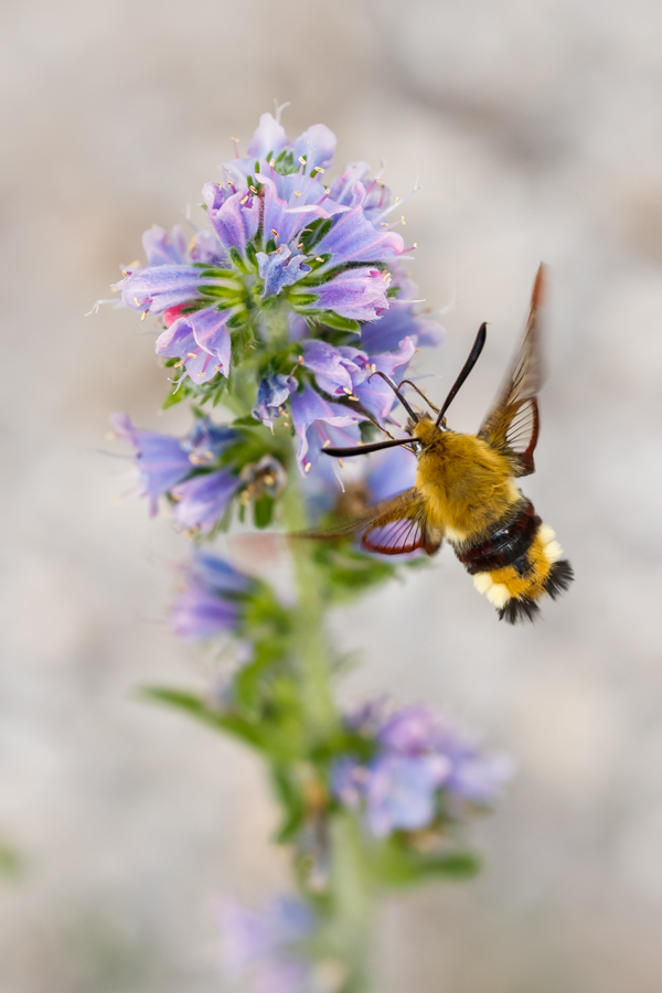 Ein Hummelschwärmer ... (Forum für Naturfotografen)