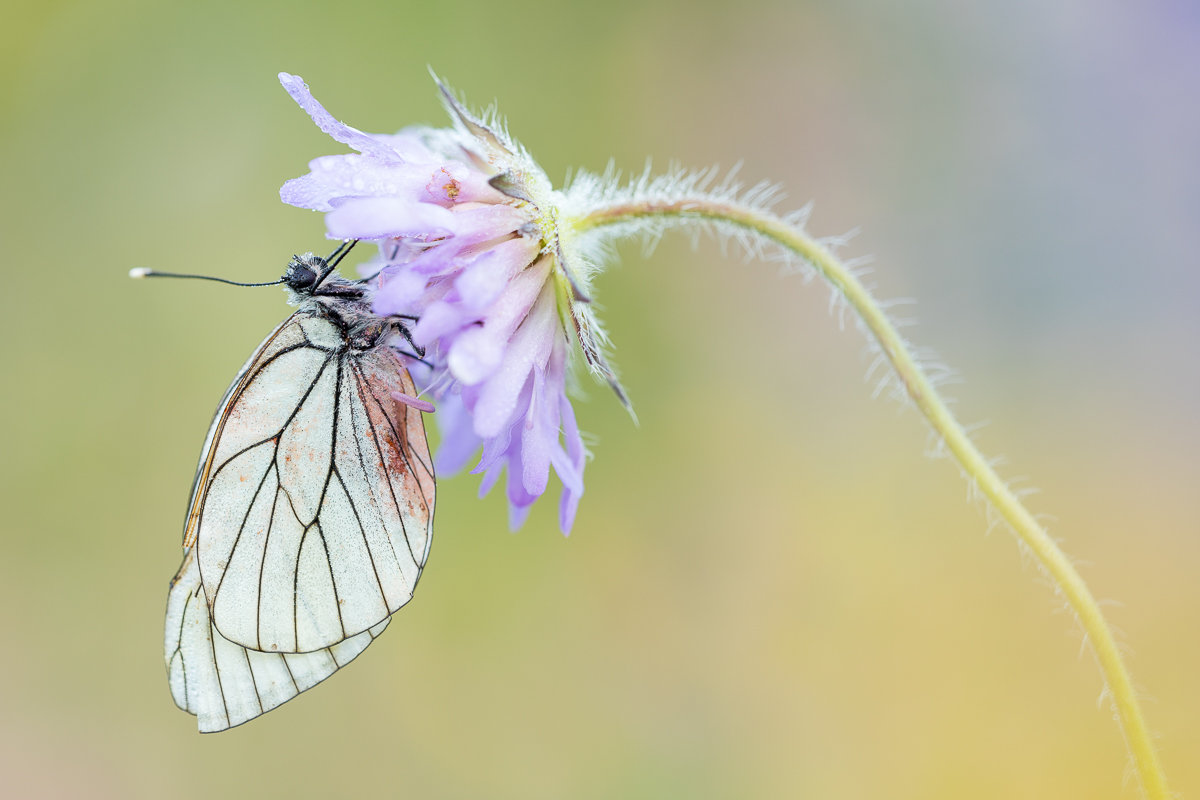 Baum-Weissling (Aporia crataegi)