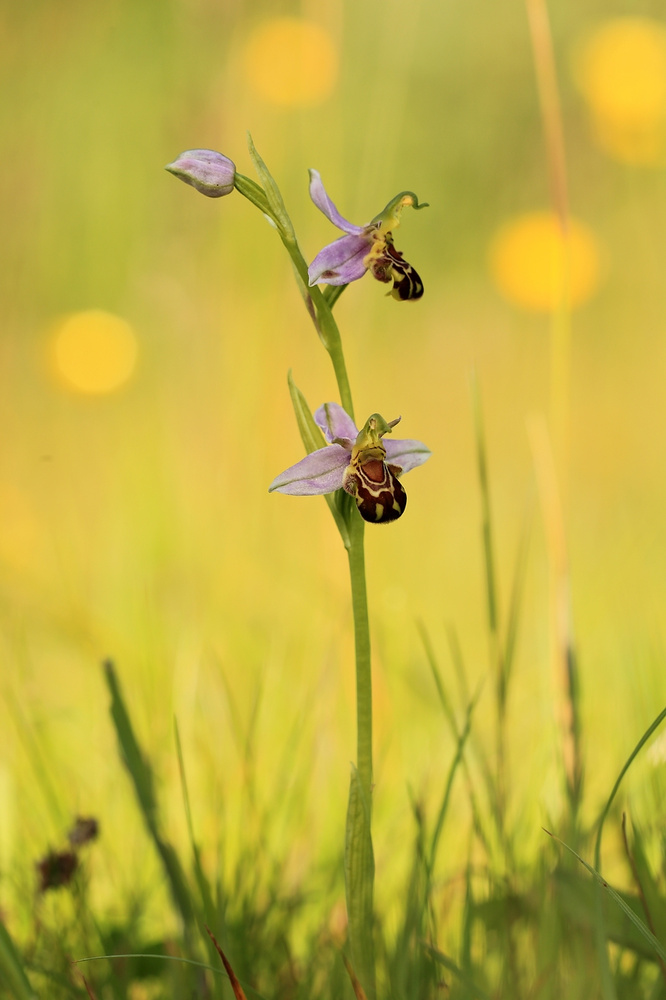 Bienenragwurz in der Wiese