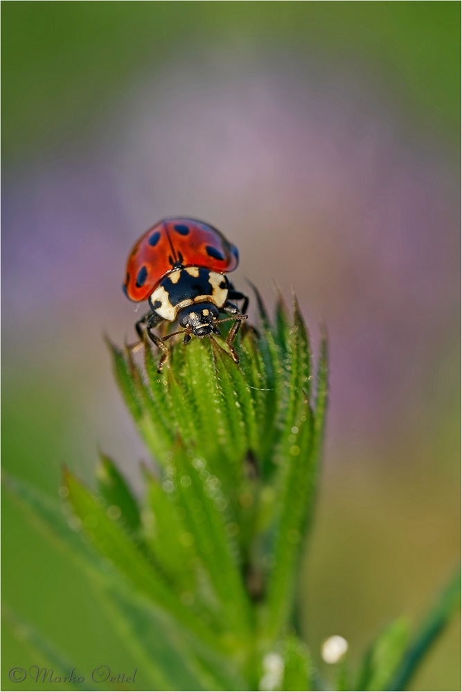 Asiatische Marienkäfer (Harmonia axyridis)