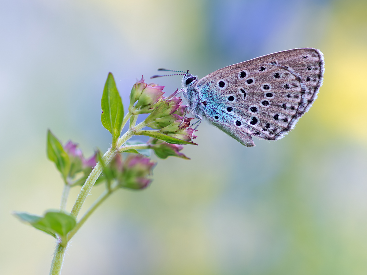 Quendel (Thymian) Ameisen Bläuling