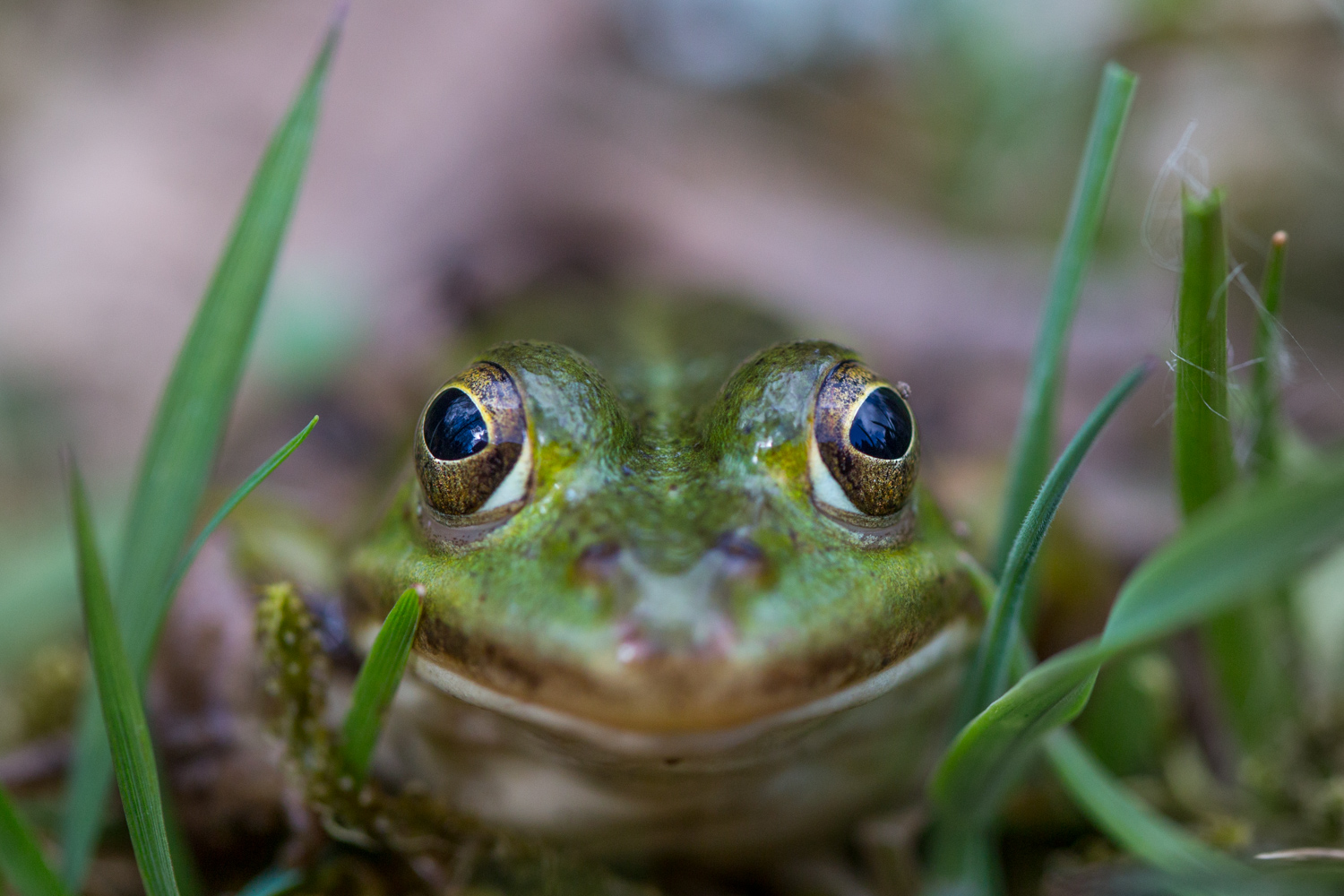 Teichfrosch