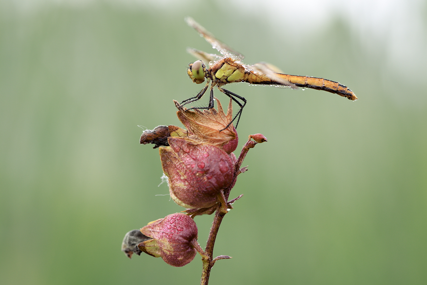 Sympetrum pedemontanum - Gebänderte Heidelibelle