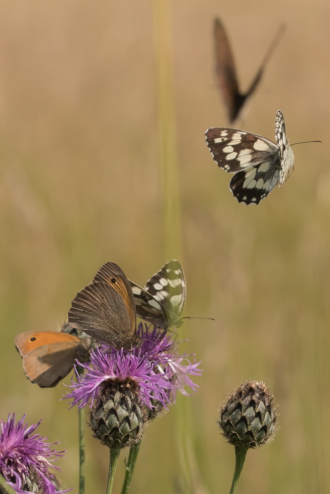 Schmetterlings-Party ...