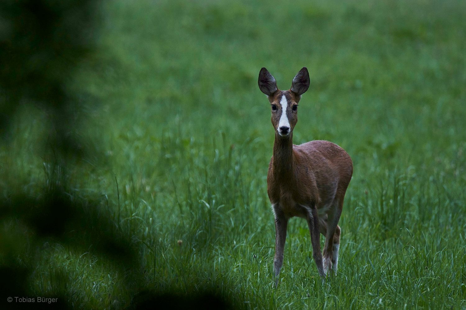 Sachsen, wo die schönen Rehe wachsen