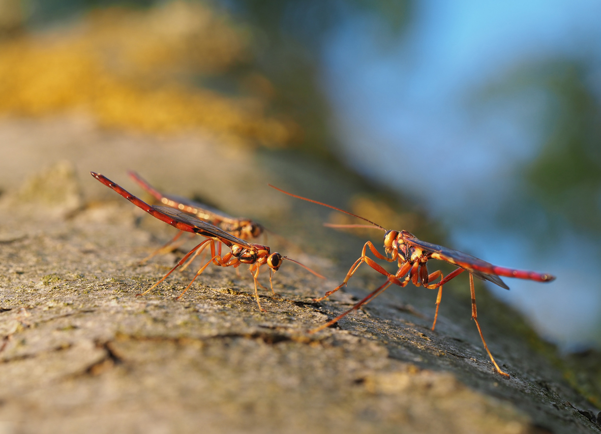 Riesenschlupfwespe (megarhyssa perlata)