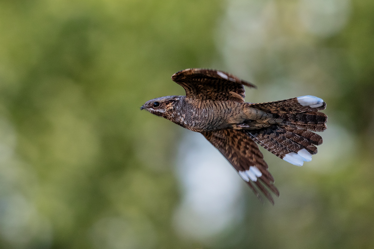 fliegende Nachtschwalbe