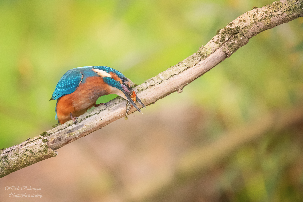 Eisvogel mit Stichling