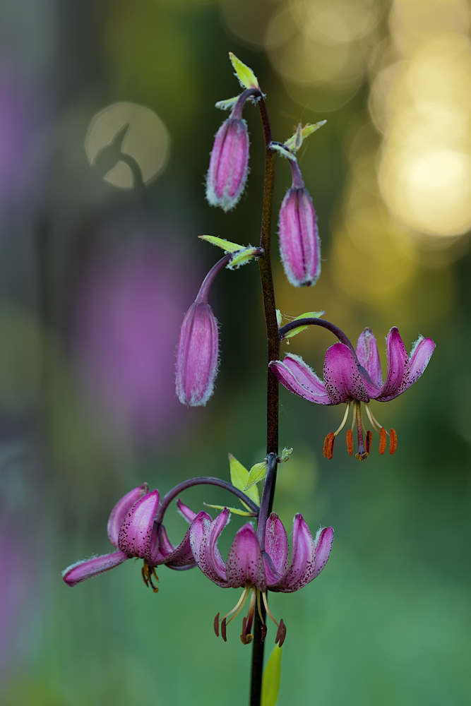liliummartagon (Forum für Naturfotografen)