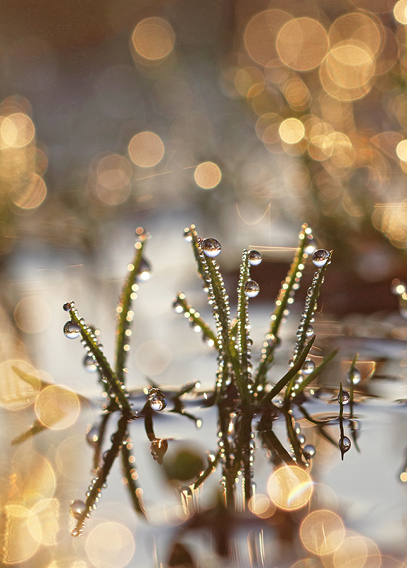 Glitzerwelt am Morgen