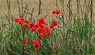 Ein natürliches Feld