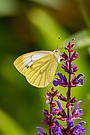 Grünader-Weißling (Pieris napi)