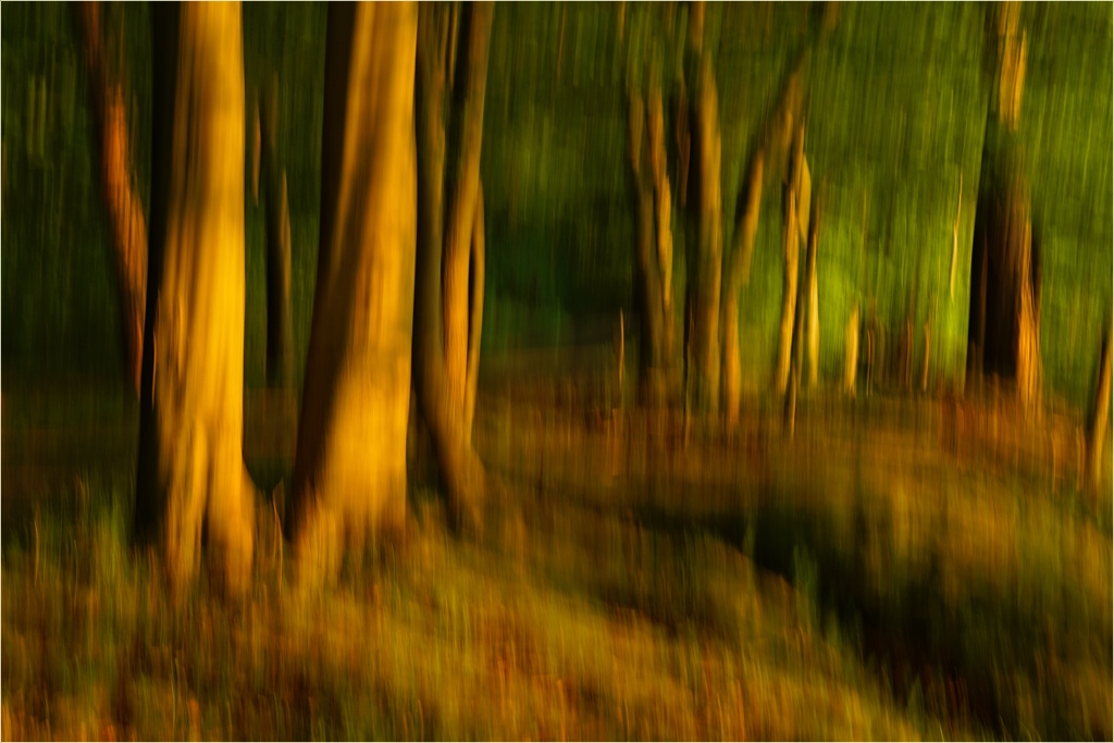 gewischtes Seeufer in der Abendsonne