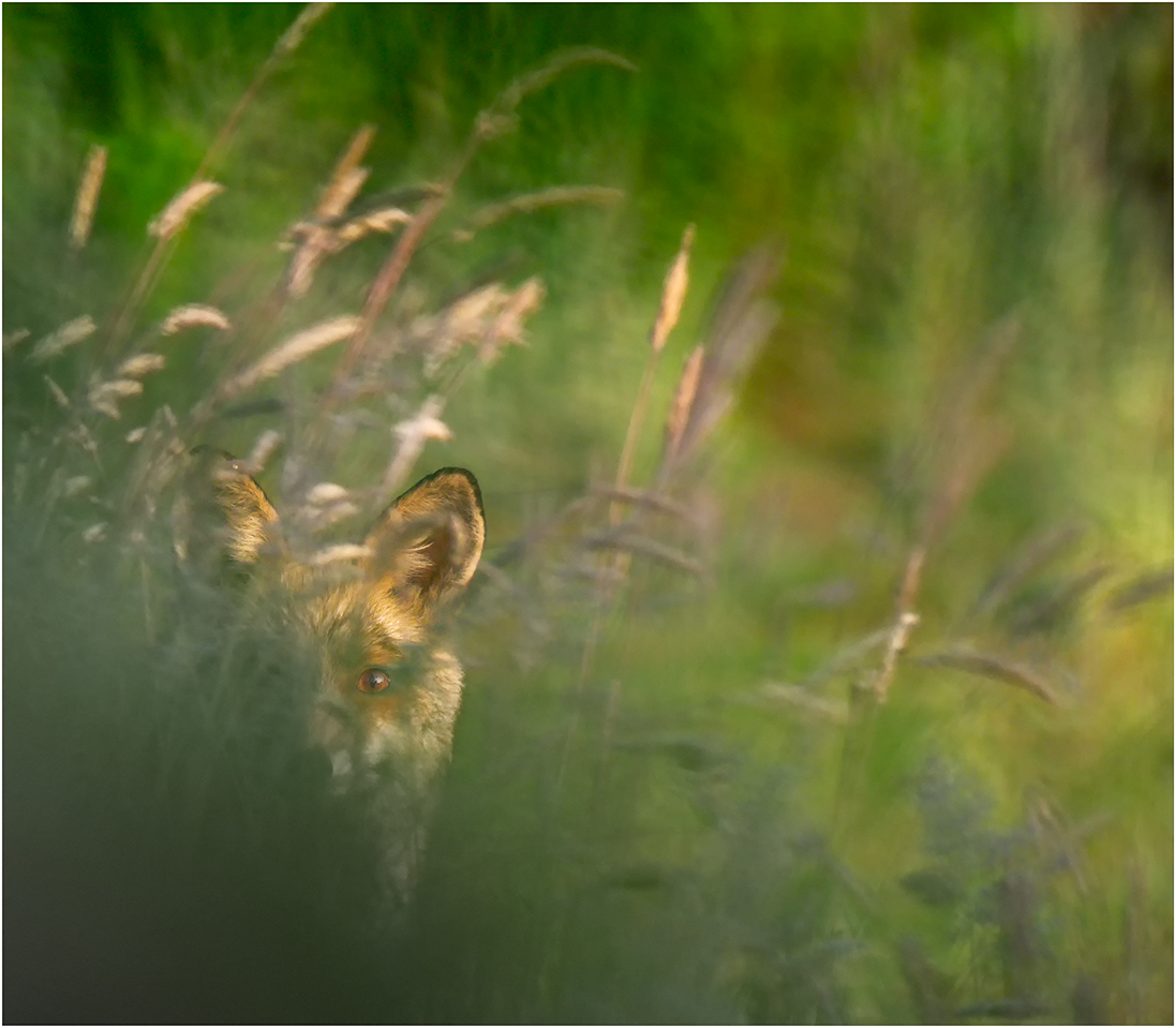 Ich hab dich im Blick...