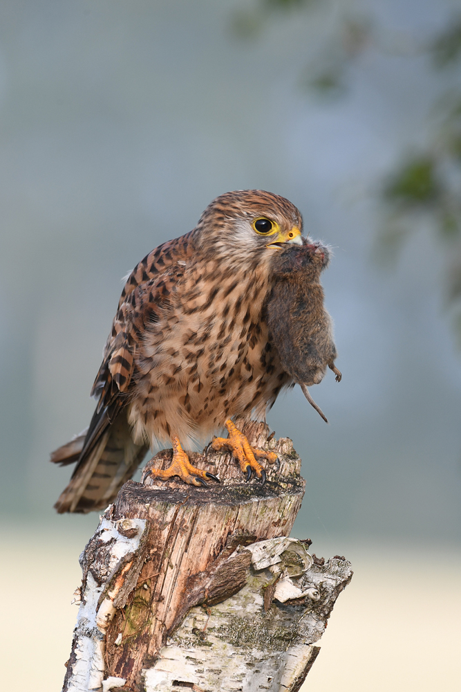 Turmfalke