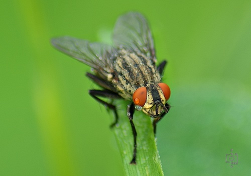 Auch Fliegen können weinen