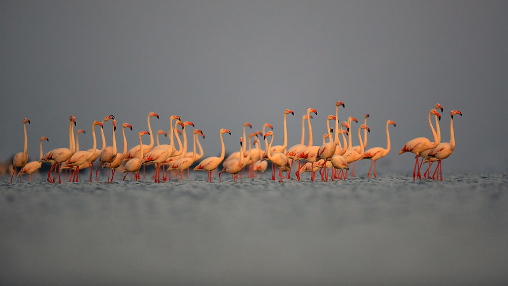 in der Camargue II