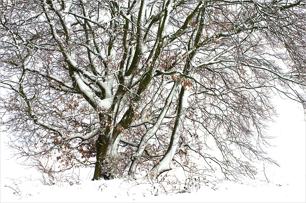 Eiche im Neuschnee