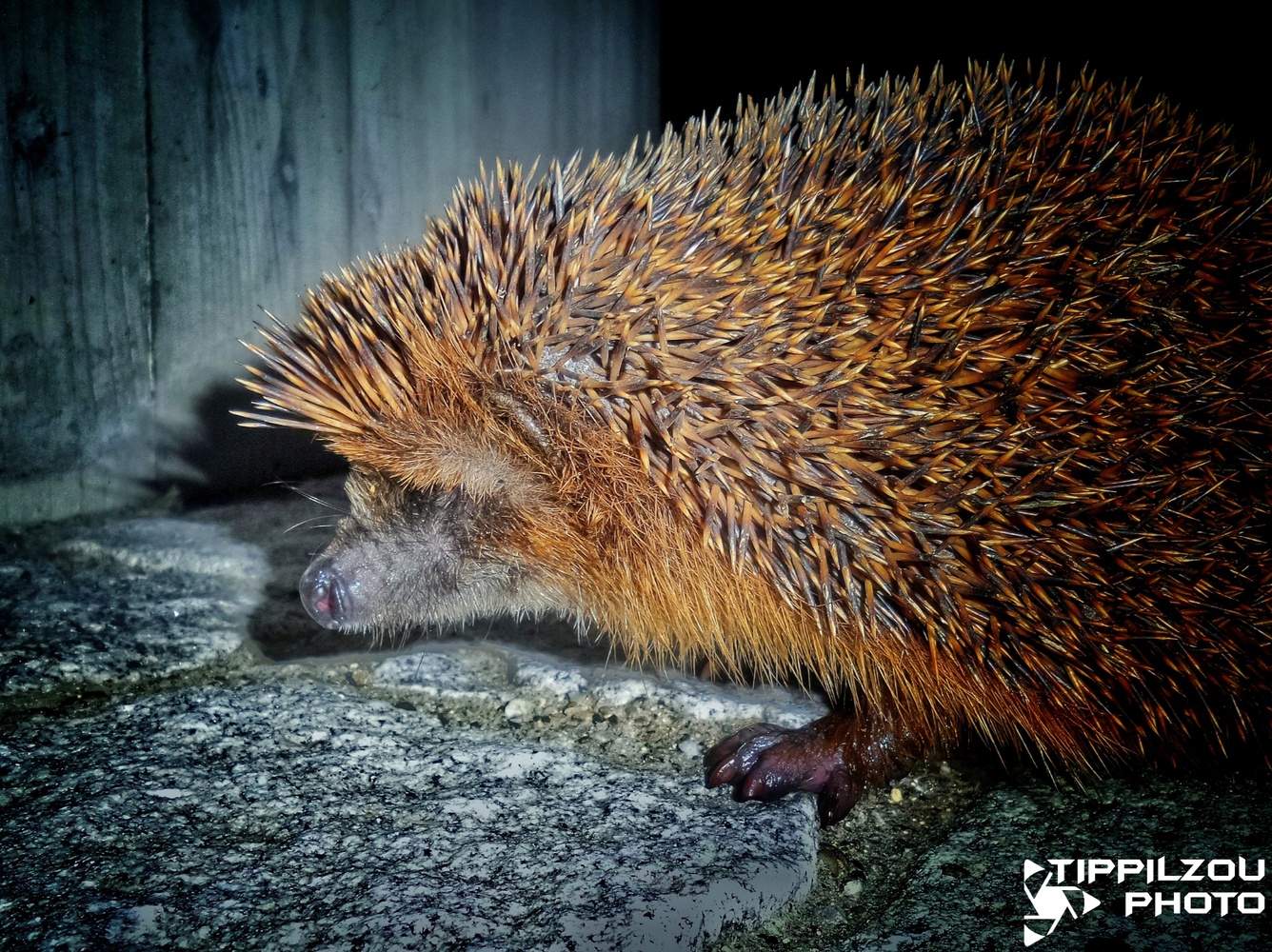 Igel