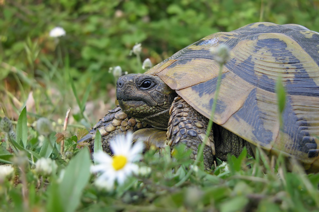 Portait der Griechischen Landschildkröte