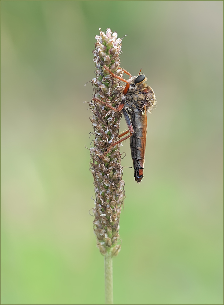 *Stenopogon sabaudus*