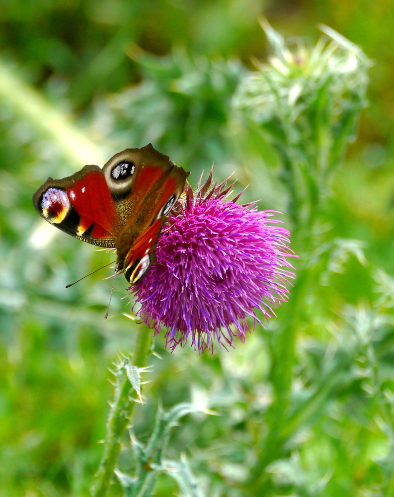 Tagespfauenauge auf Nickender Distel