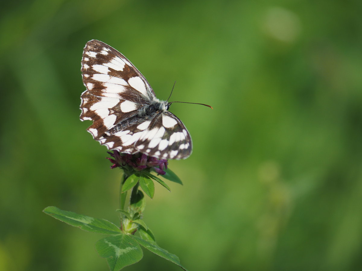 Schachbrettfalter