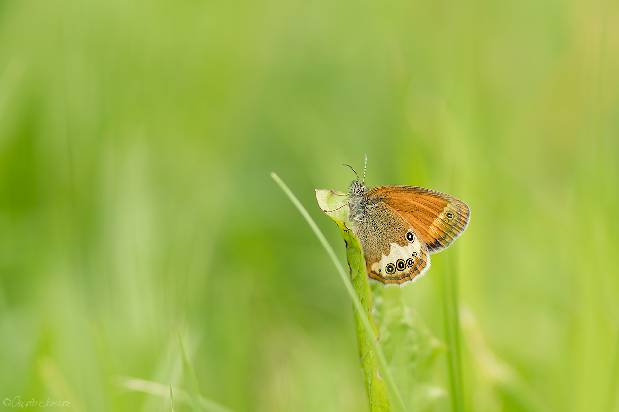 Das weißbindige Wiesenvögelchen (Coenonympha arcania)