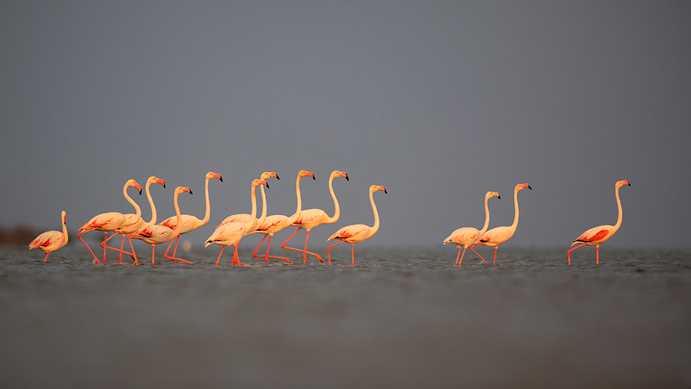 in der Camargue III