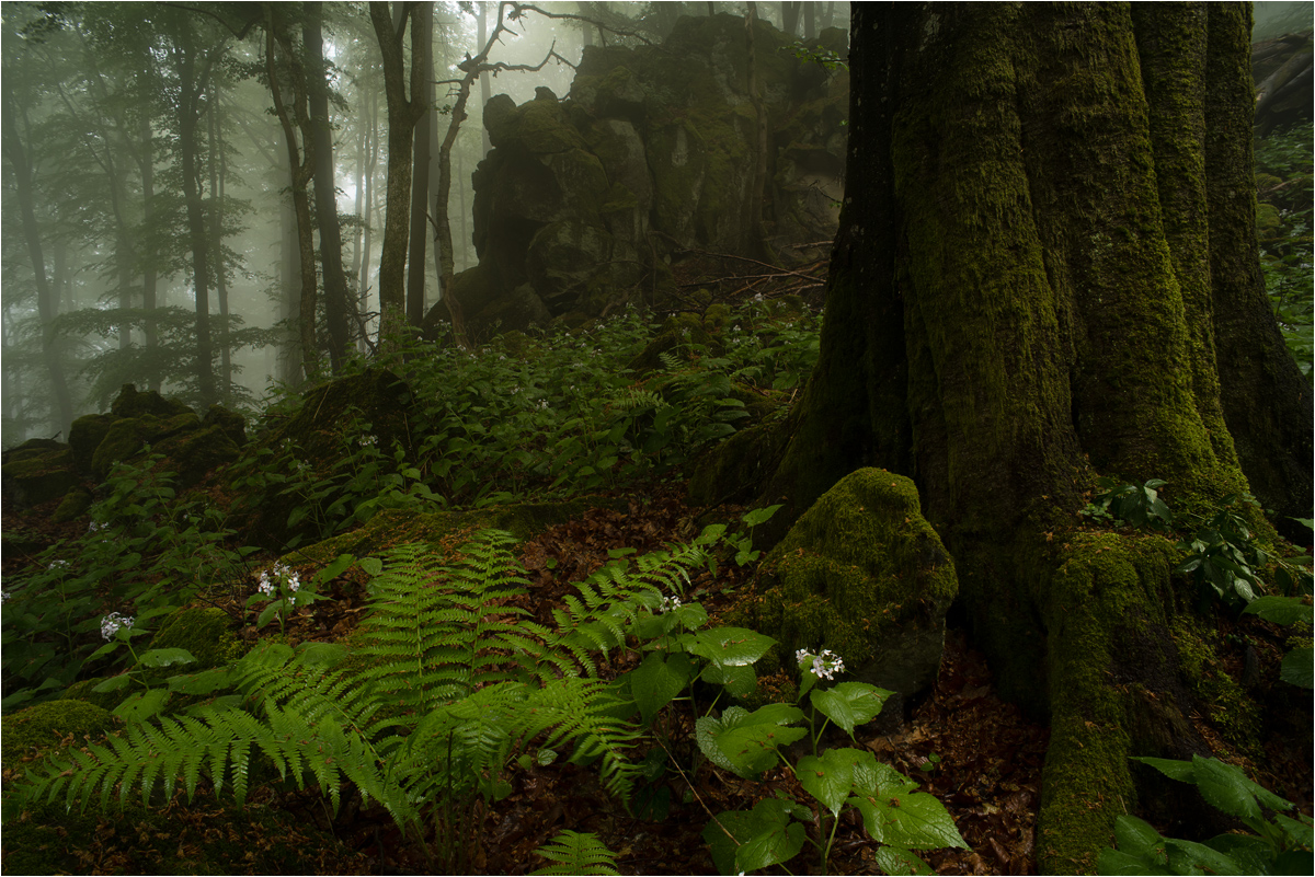 Ein bisschen Wald gefällig?