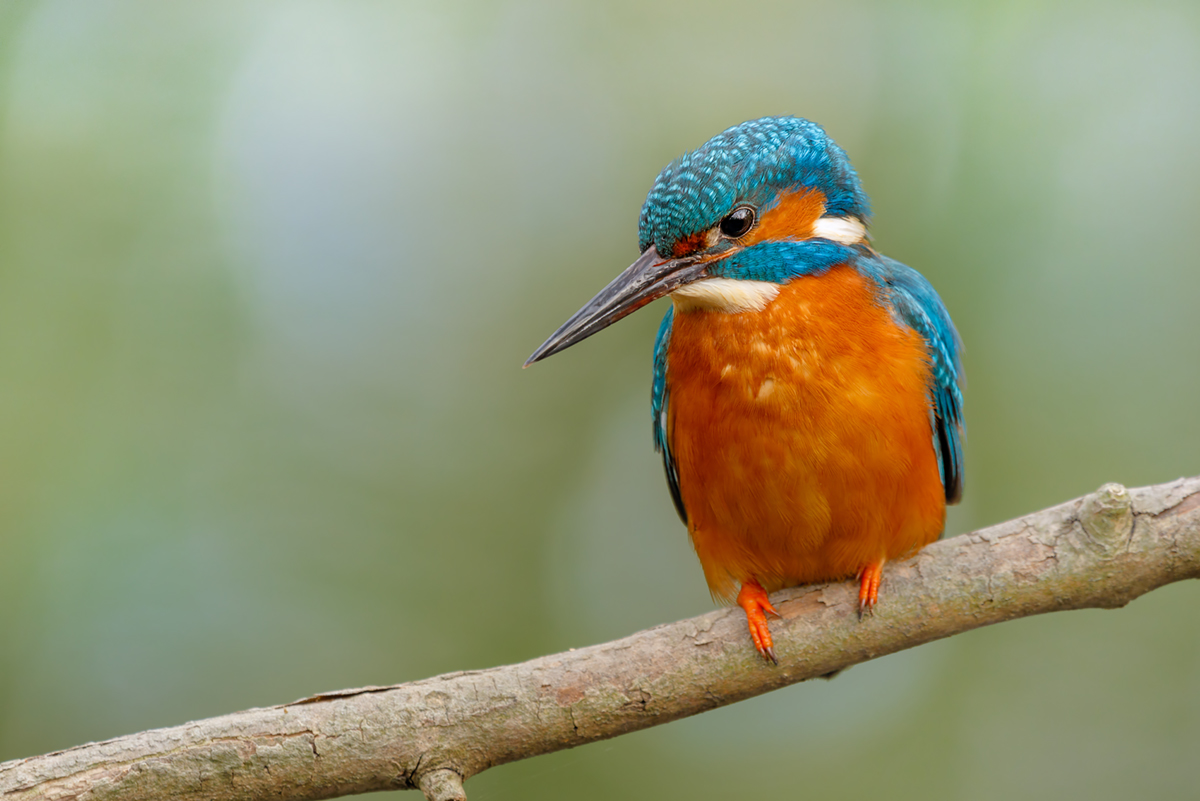 Kingfisher