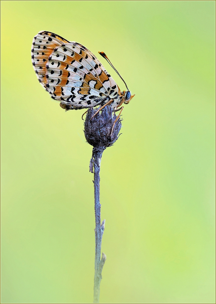 *Melitaea didyma*